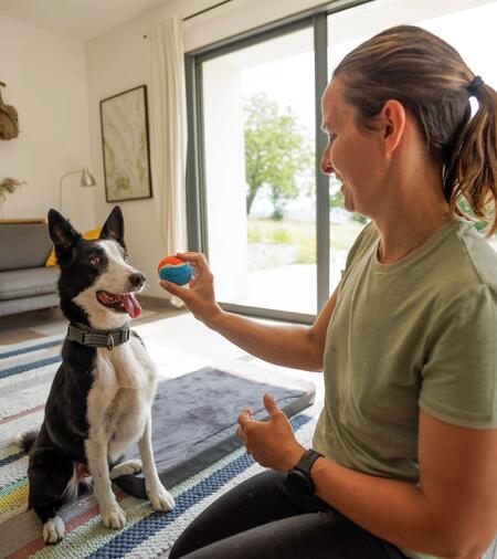 Un article qui explique quels sont les premiers pas à mener pour bien éduquer son chien