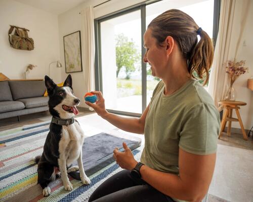 Les premiers pas de l education du chien.