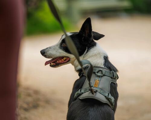 Comment choisir un harnais pour chien ?