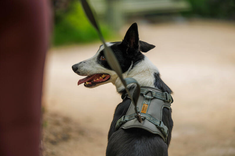 Comment choisir un harnais pour chien ?