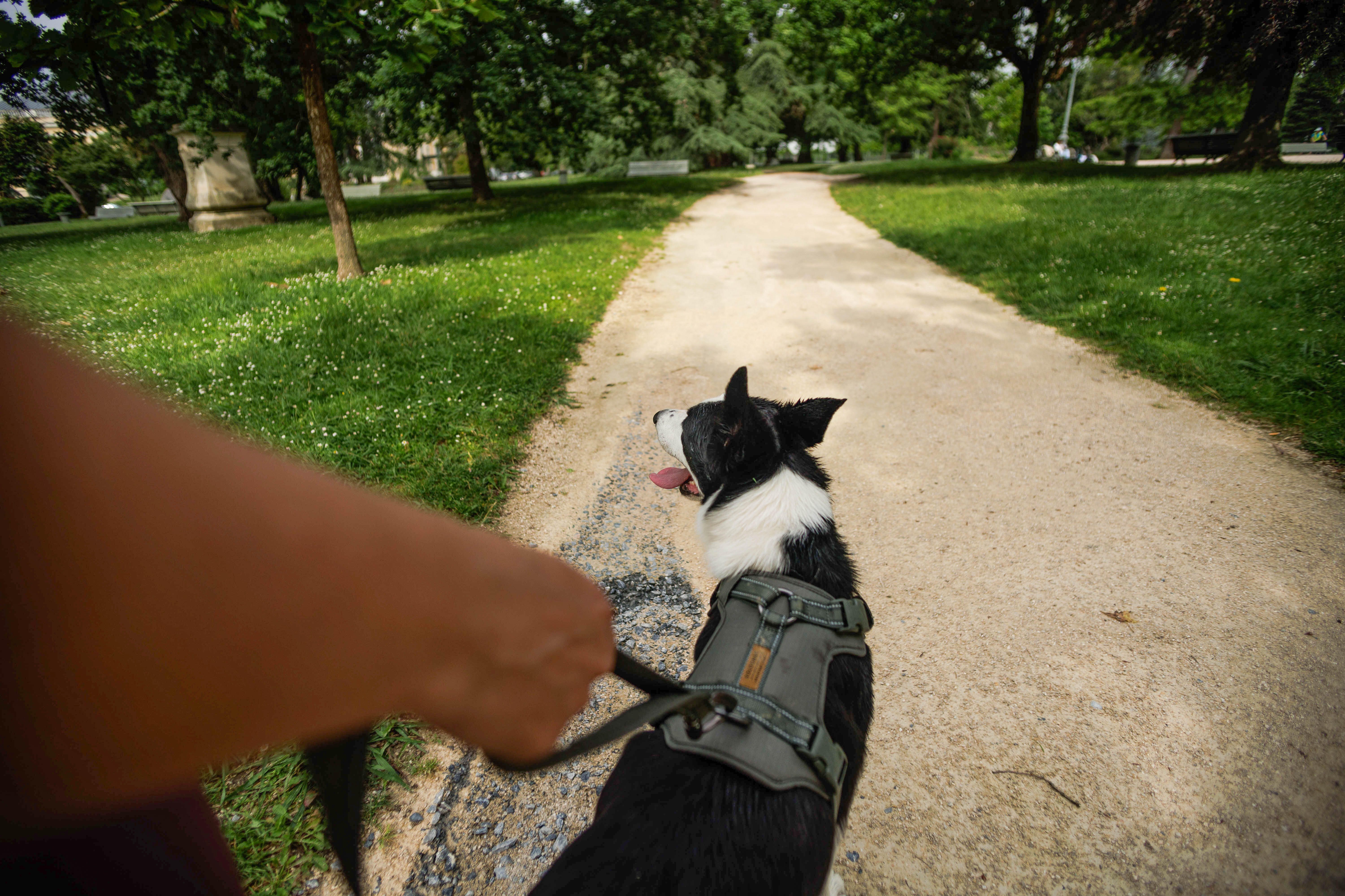Harnais pour chien, 500 - CAPERLAN