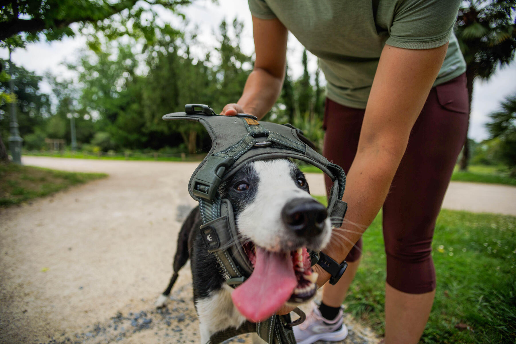 Comment choisir un harnais pour chien ?