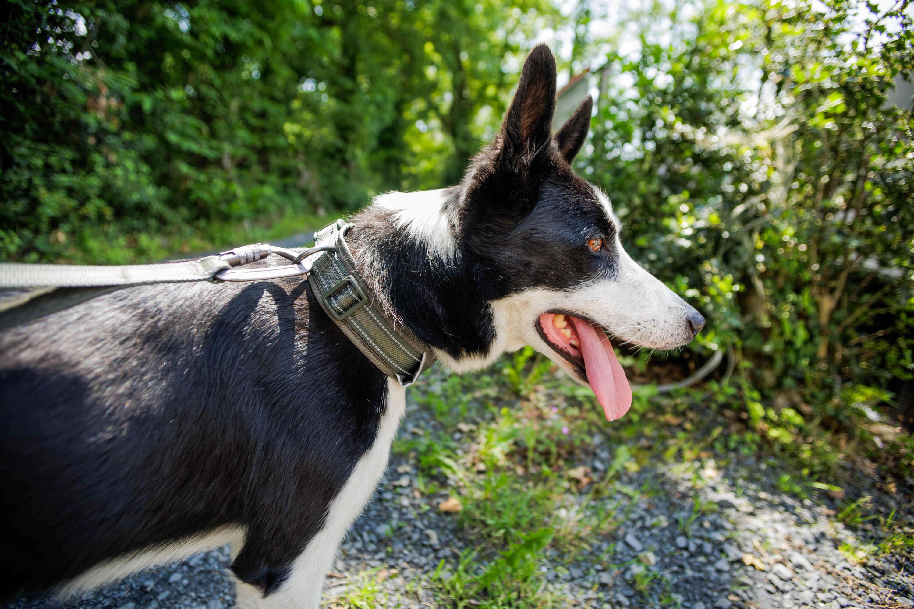Collier pour chien, Outdoor 500 7/11