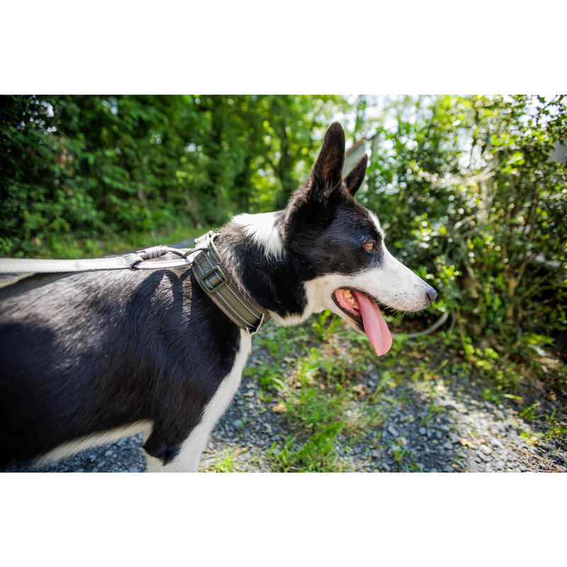 Av Köpeği Boyun Tasması - Haki - Avcılık ve Doğa Gözlemi - 500