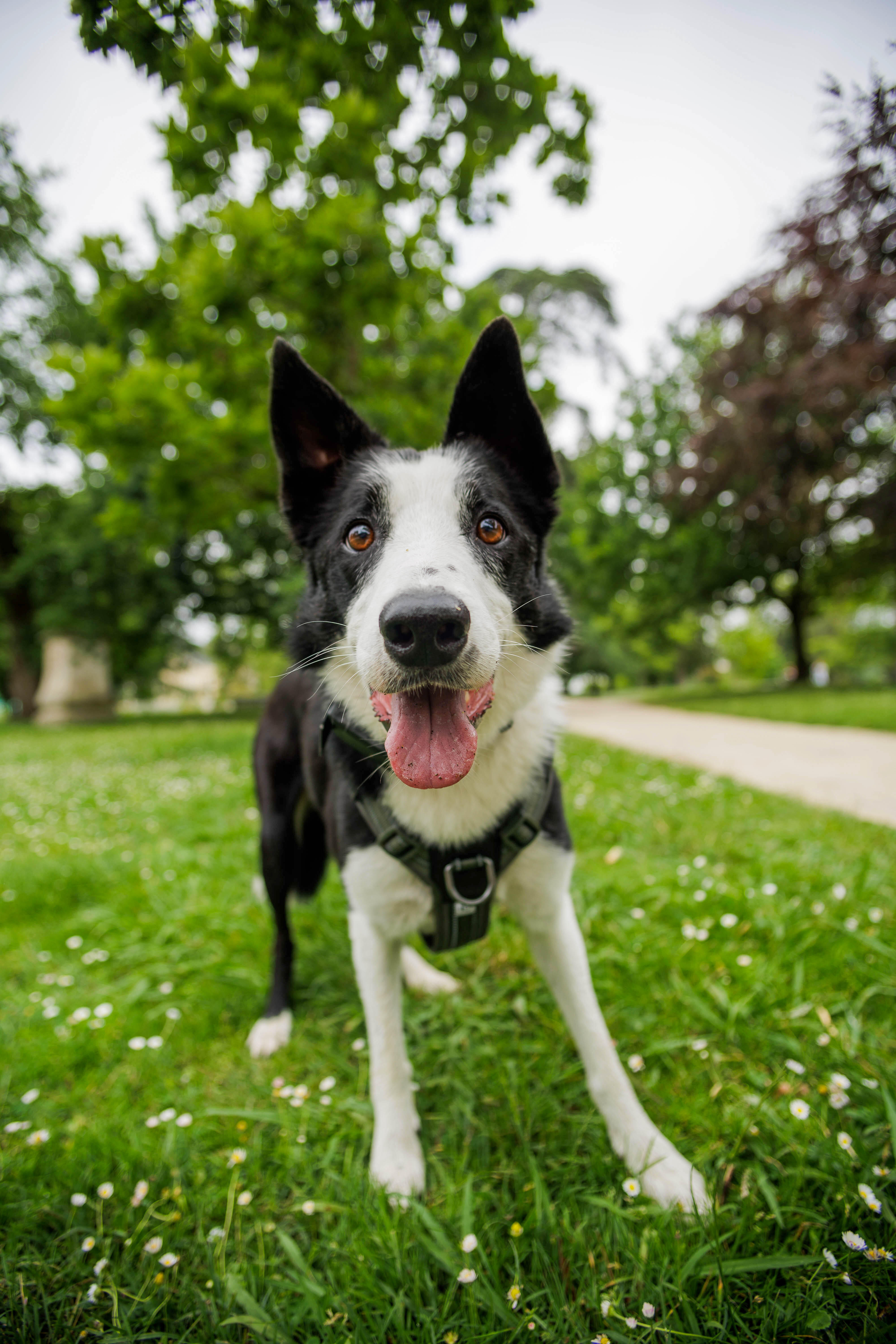 Harnais pour chien, 500 - CAPERLAN