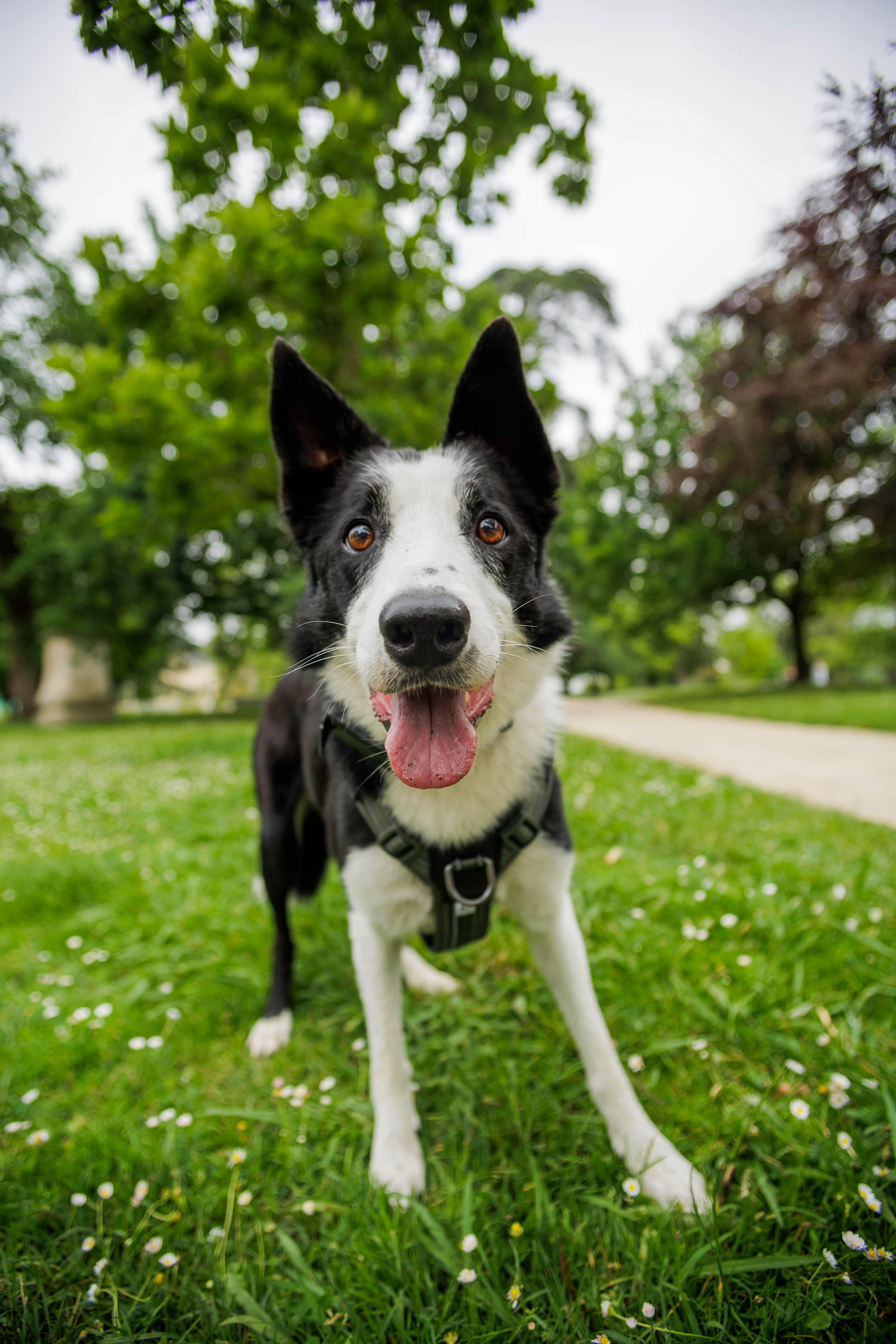 Harnais pour chien, 500 2/22
