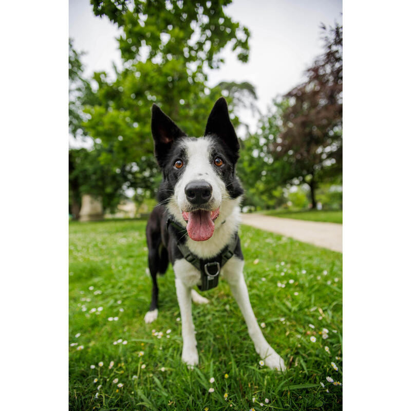 Outdoor Köpek Göğüs Tasması - Avcılık ve Doğa Gözlemi - Haki - 500