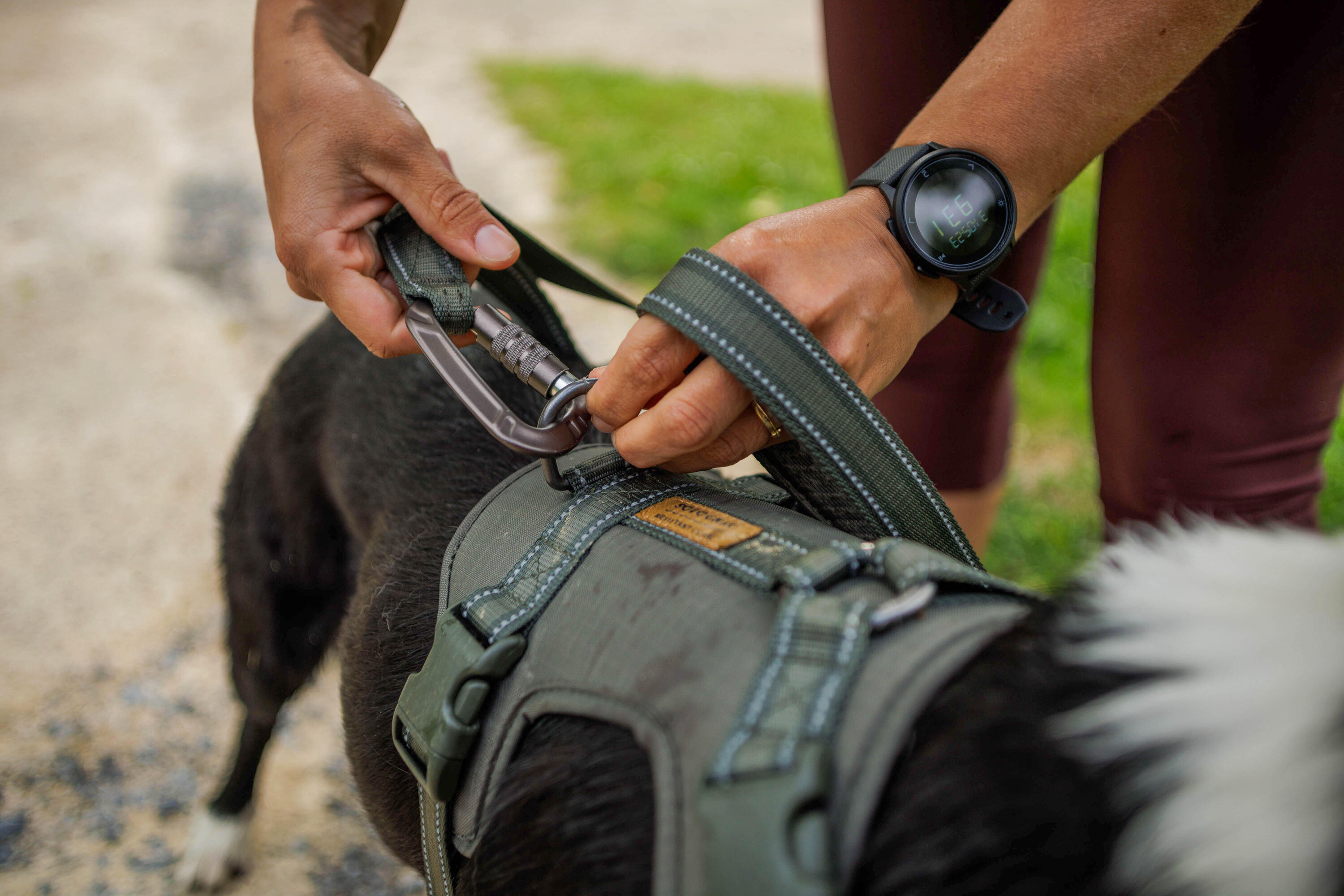 Laisse pour chien, Outdoor 500 4/8
