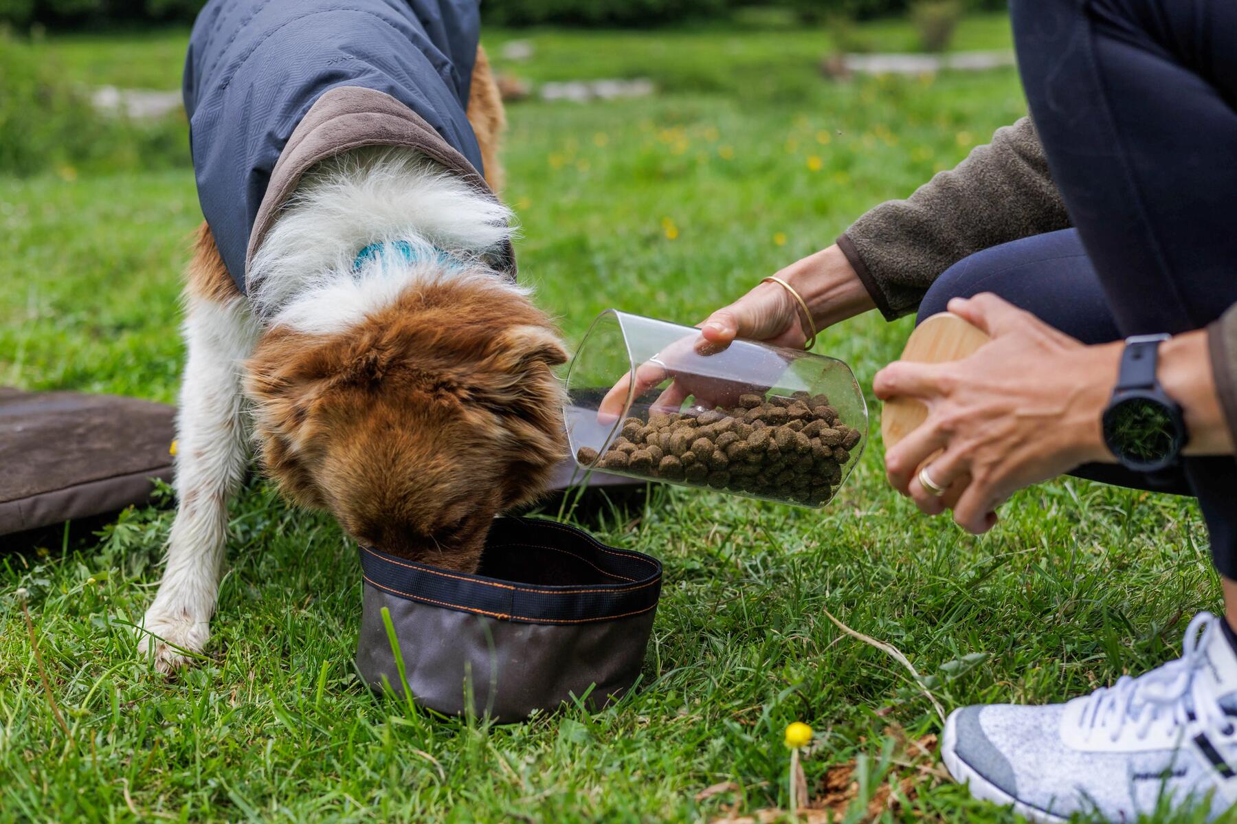 perro comiendo en comedero portable
