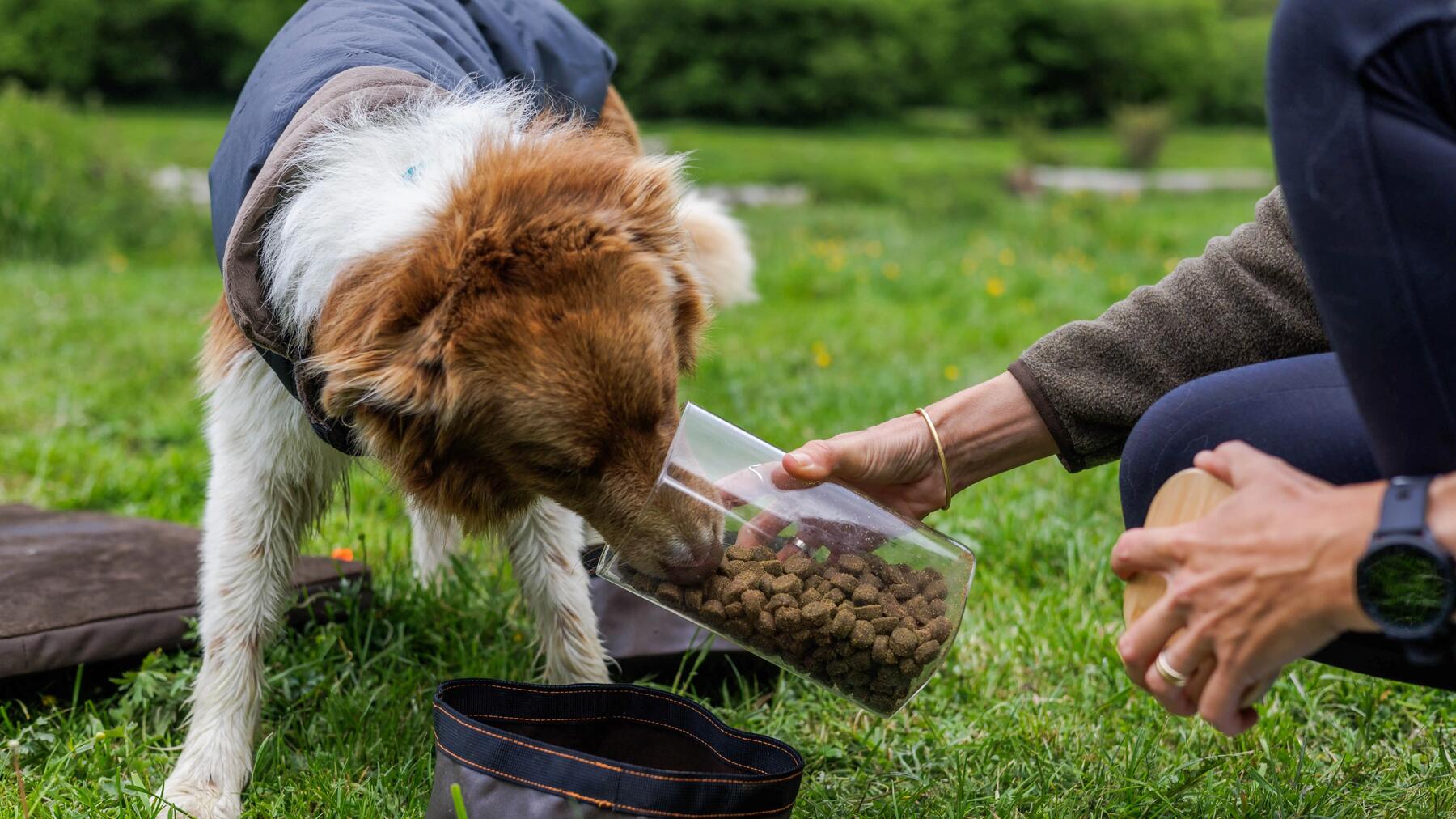cani_randonnée_decathlon_chien