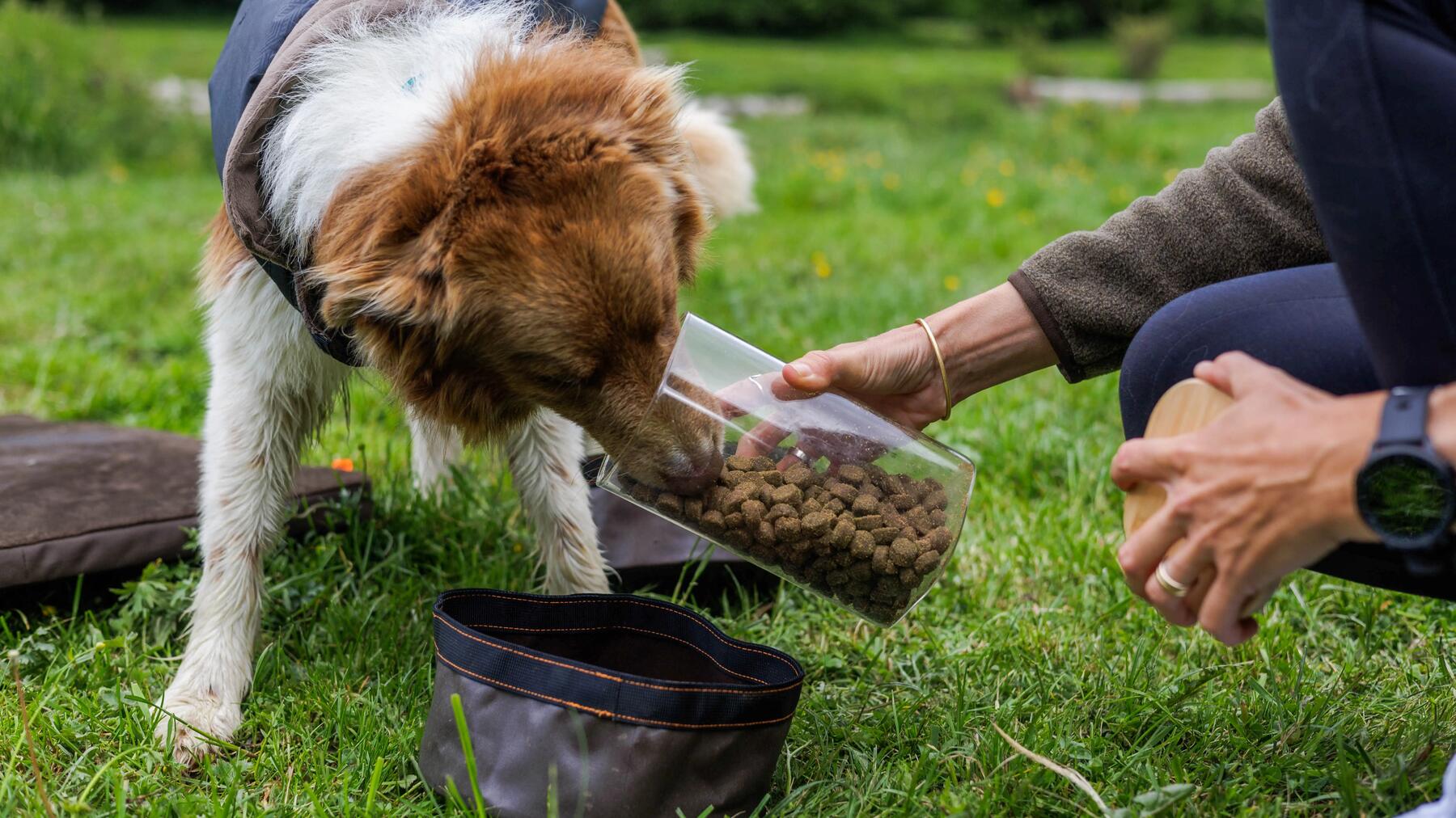 cani_randonnée_decathlon_chien
