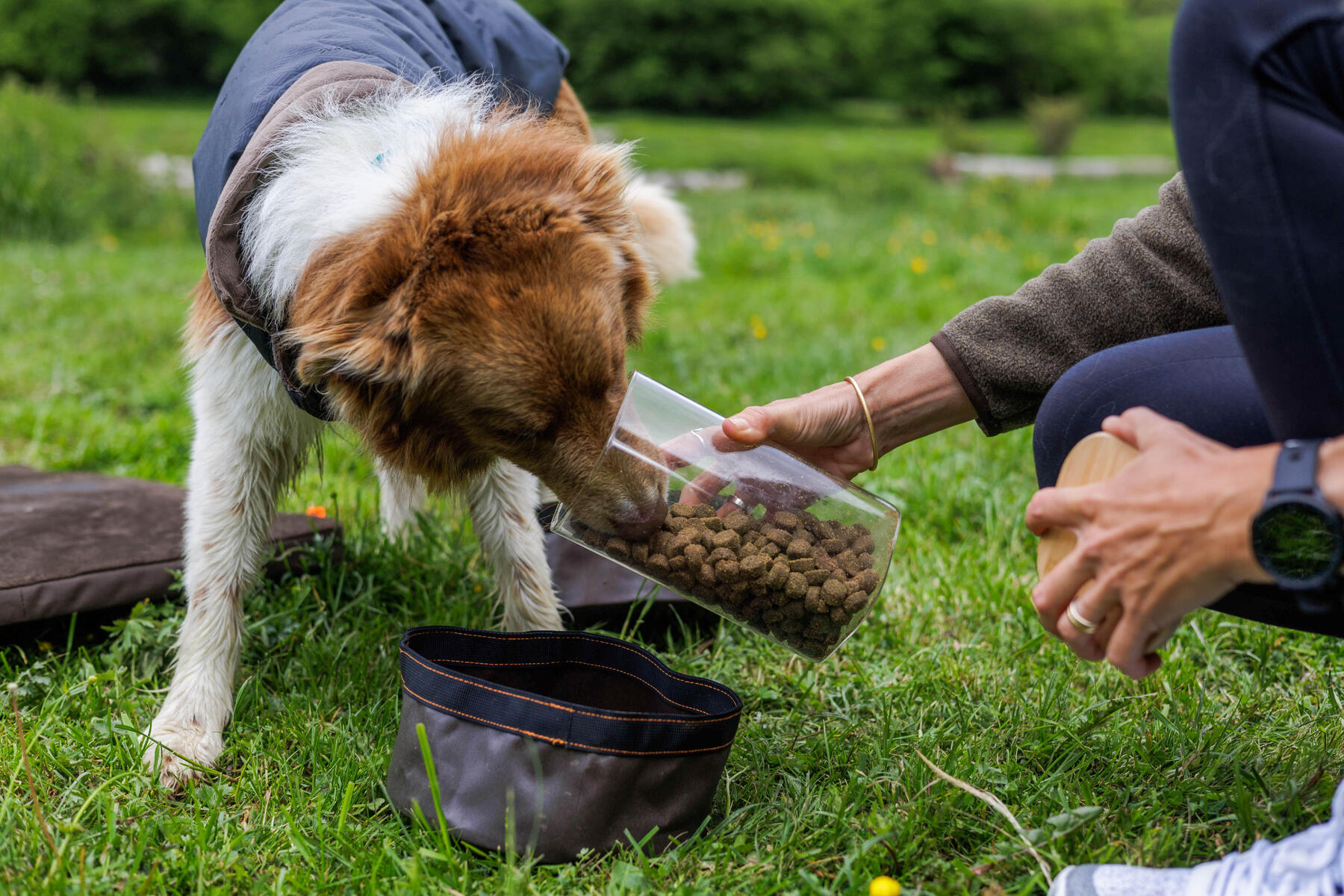 Comment choisir les croquettes pour son chien ?