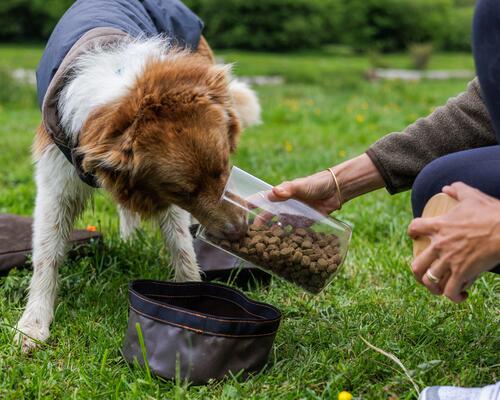 dog food 
