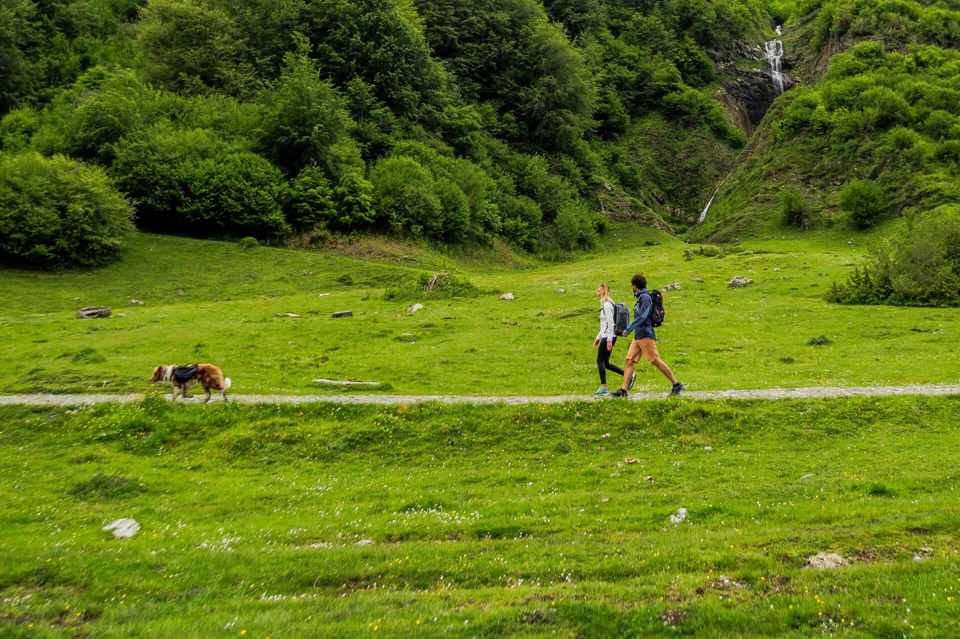 Hacer el Camino de Santiago con tu perro