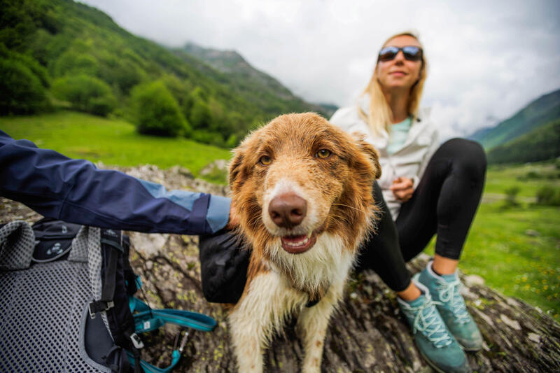 Dogtrekking – co należy wiedzieć o tej aktywności?