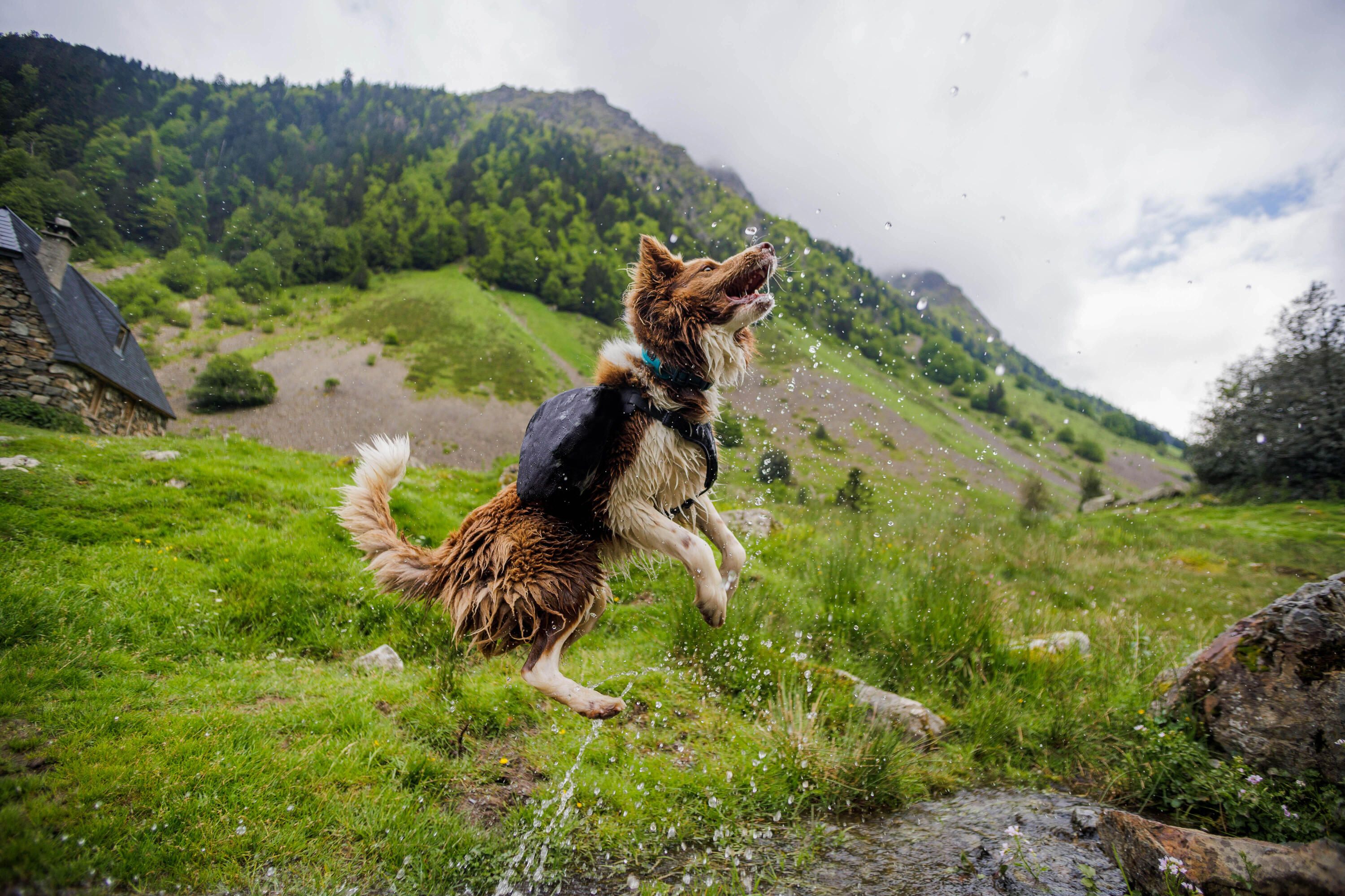 Collar Perro Solognac 500 Outdoor Regulable Azul 10/10
