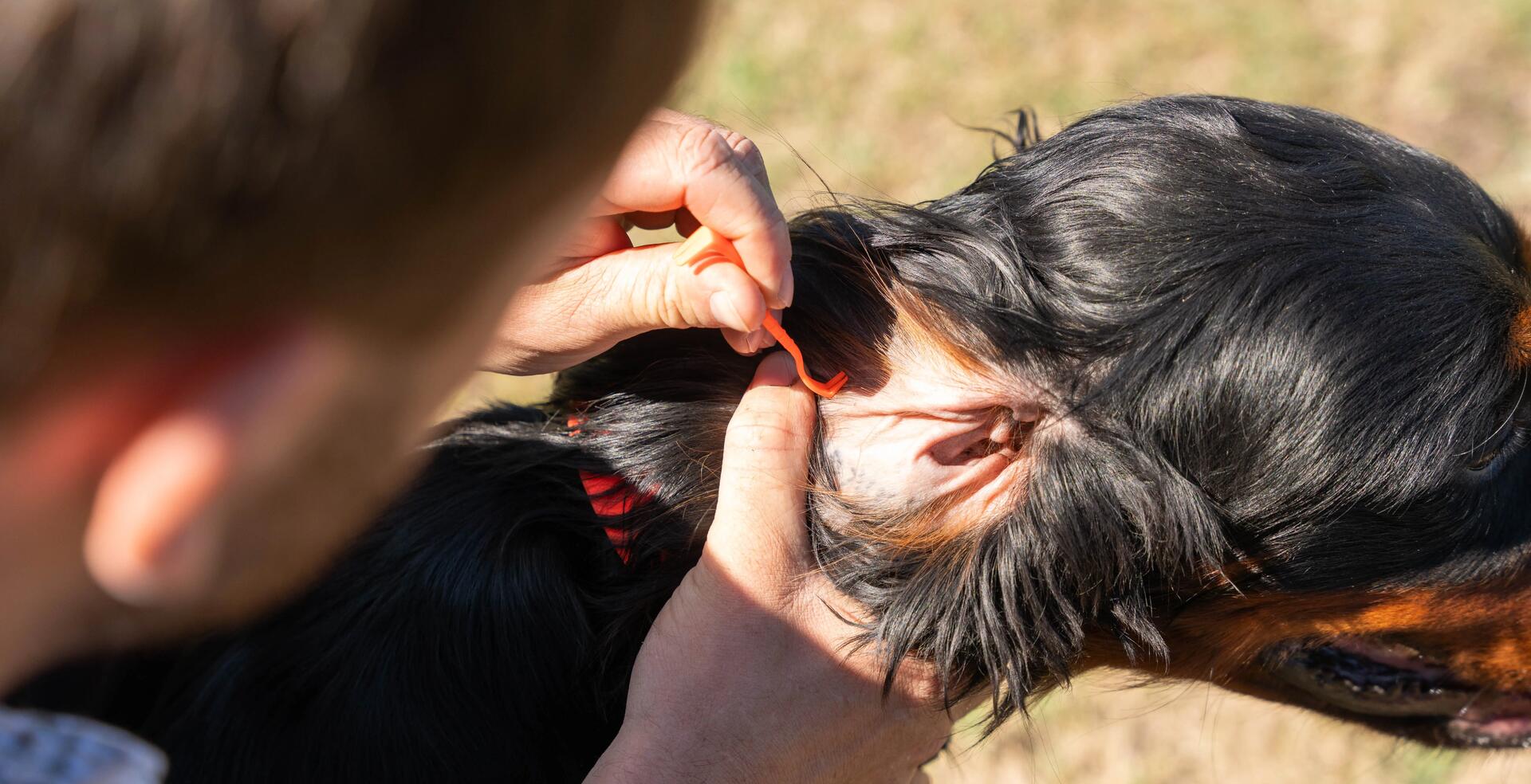 Pince à tique utilisée sur l'oreille d'un chien de chasse