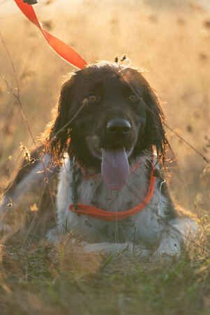 Dog leash 100 Orange