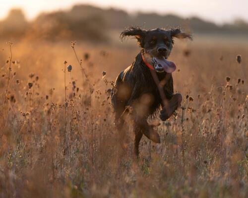 preparer votre chien pour la saison de chasse