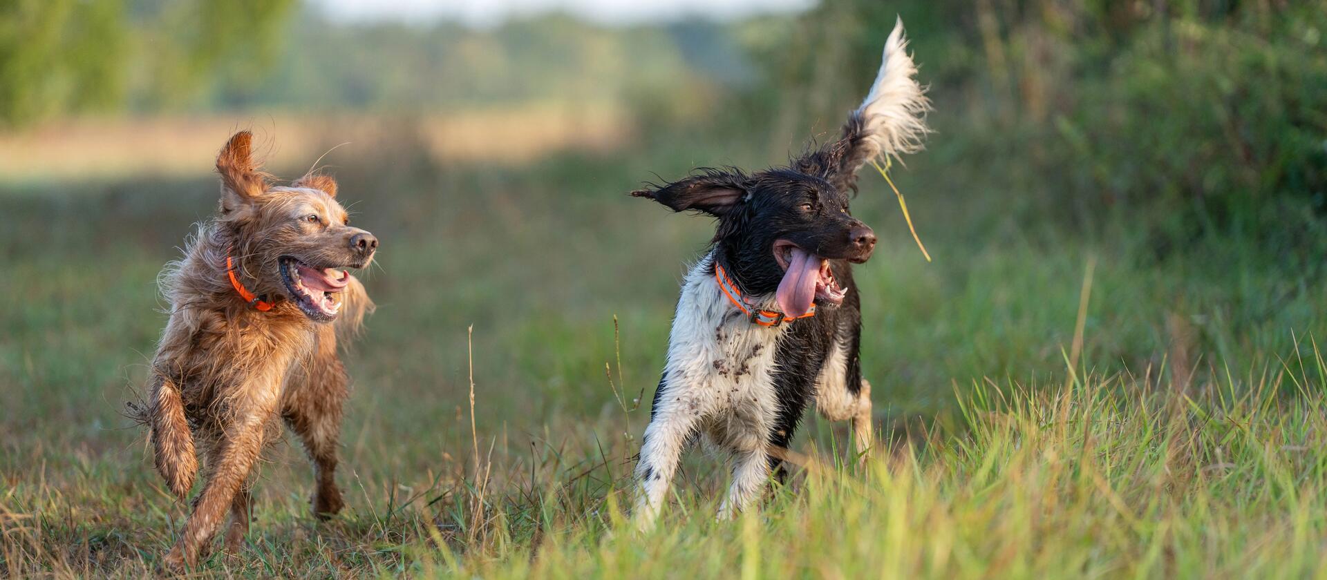 Gerer les sorties de chasse de son chien