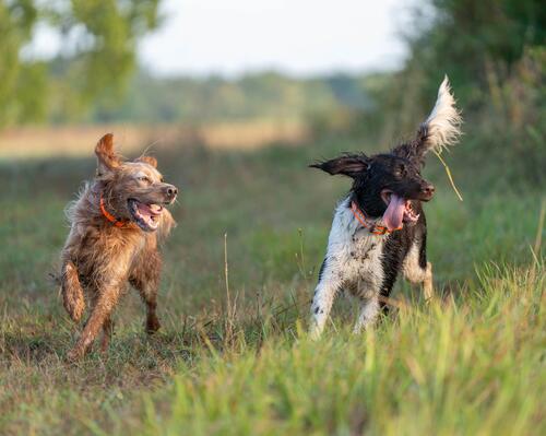 Gerer les sorties de chasse de son chien