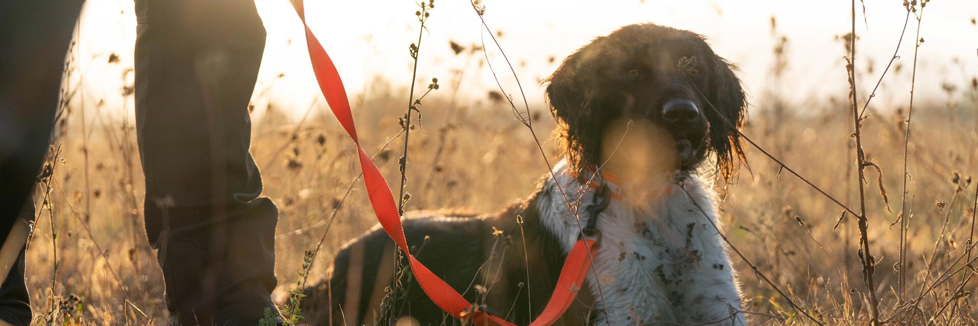 Chien de chasse
