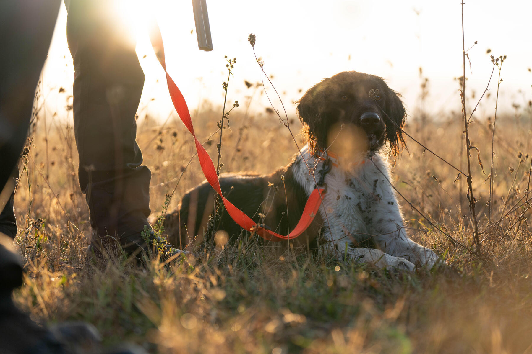 CHOISIR SON CHIOT DE CHASSE