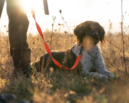 Chien de chasse