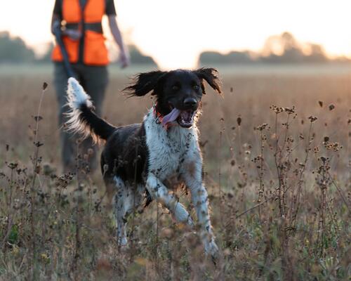 CHOOSING YOUR HUNTING DOG