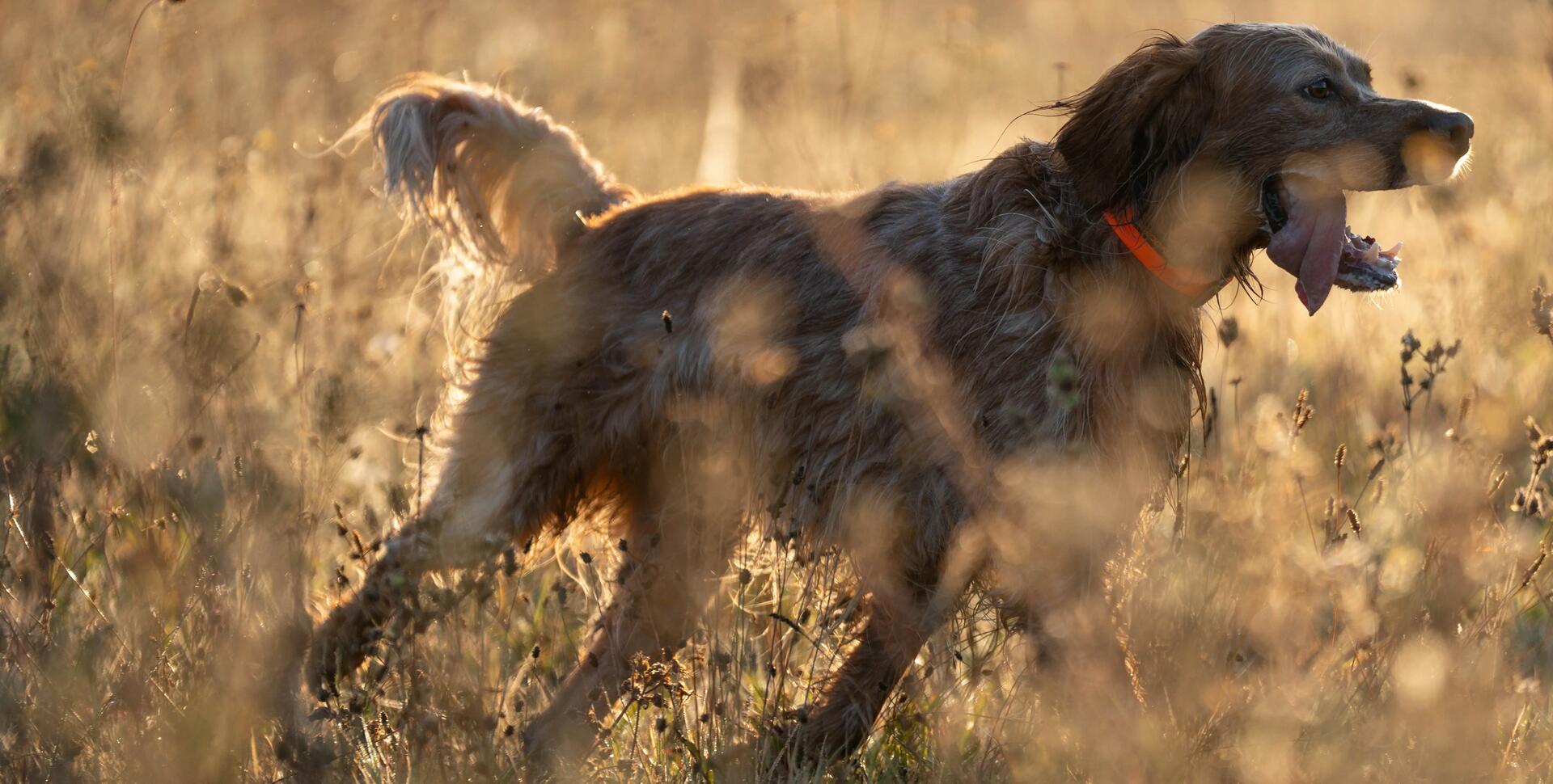 Protéger son chien d'un coup de chaud à la chasse