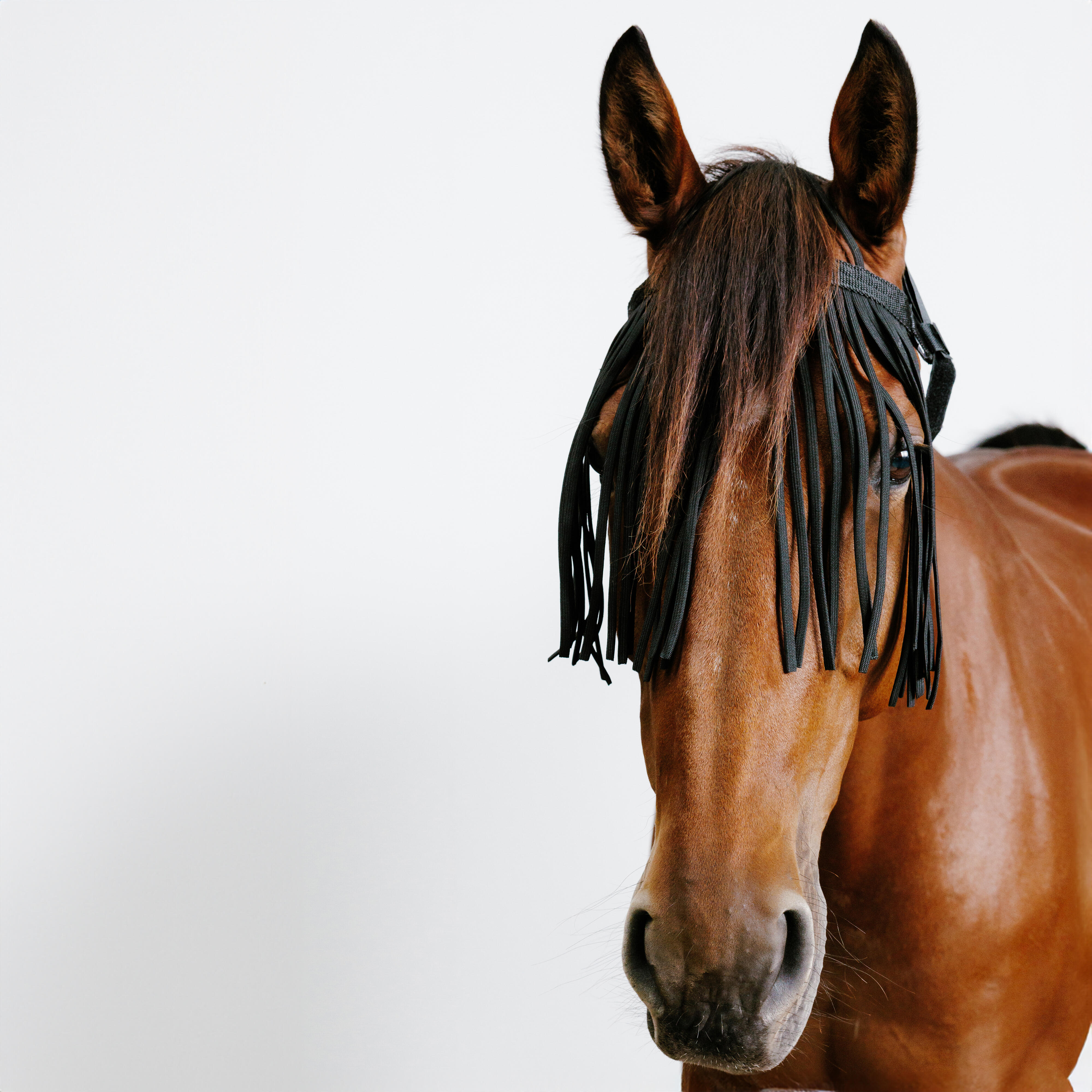 Pre-riding anti-fly headband for horses and ponies - black