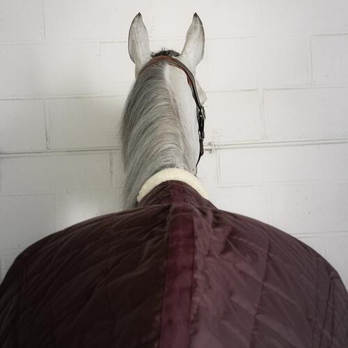 Couverture équitation écurie 50g Cheval et Poney - Combo 50 bordeaux