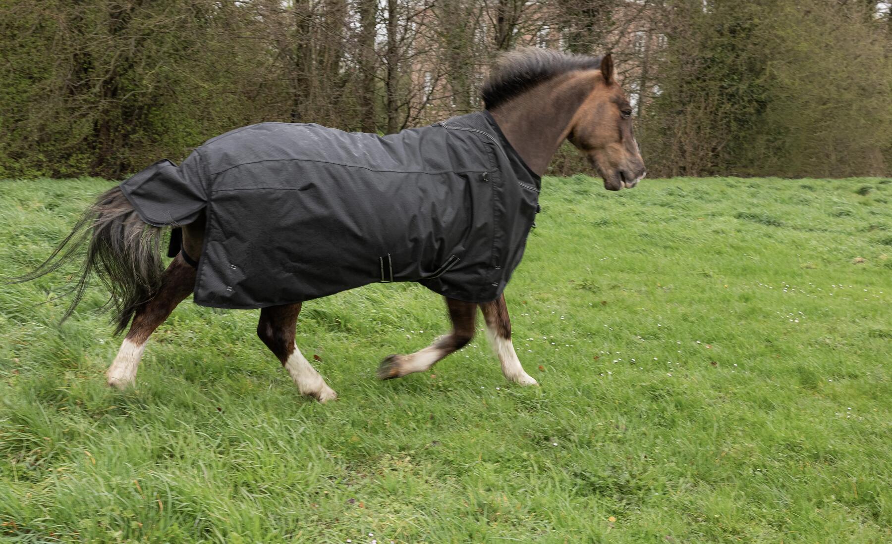 Come scegliere la coperta per il cavallo