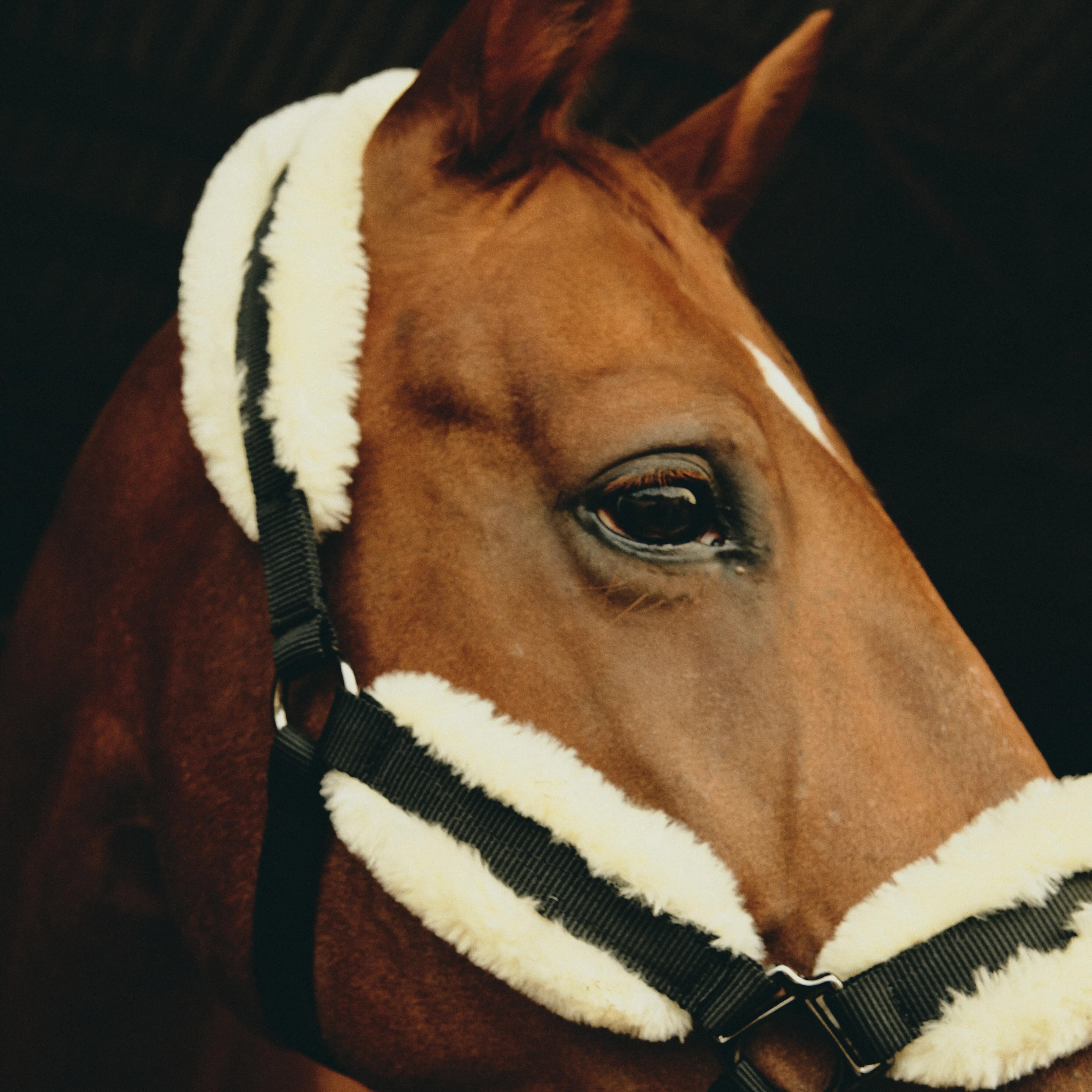 Jaquimones y cuerdas de equitación para caballos