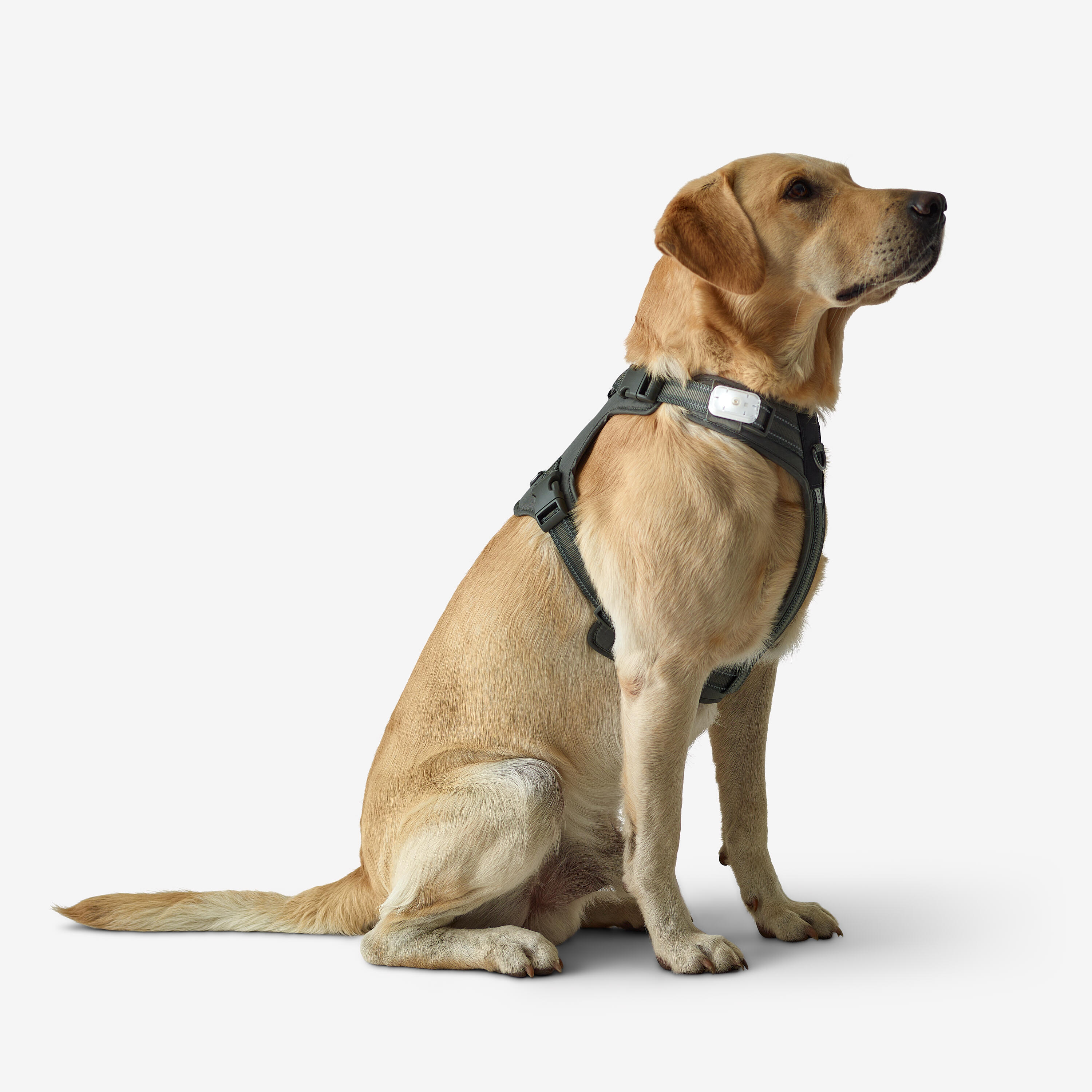 Harnais pour chien, 500 - CAPERLAN