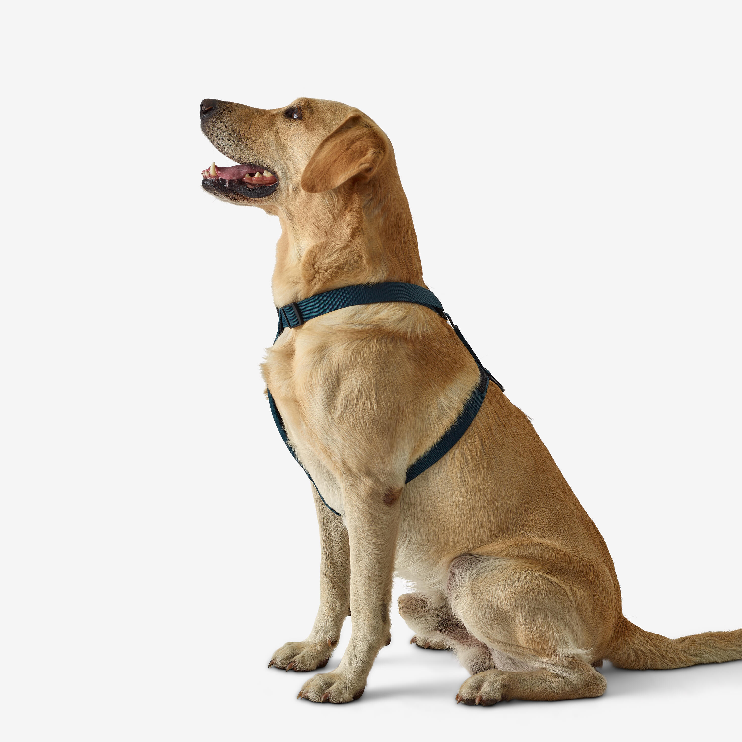 Harnais pour chien - 100 bleu - SOLOGNAC