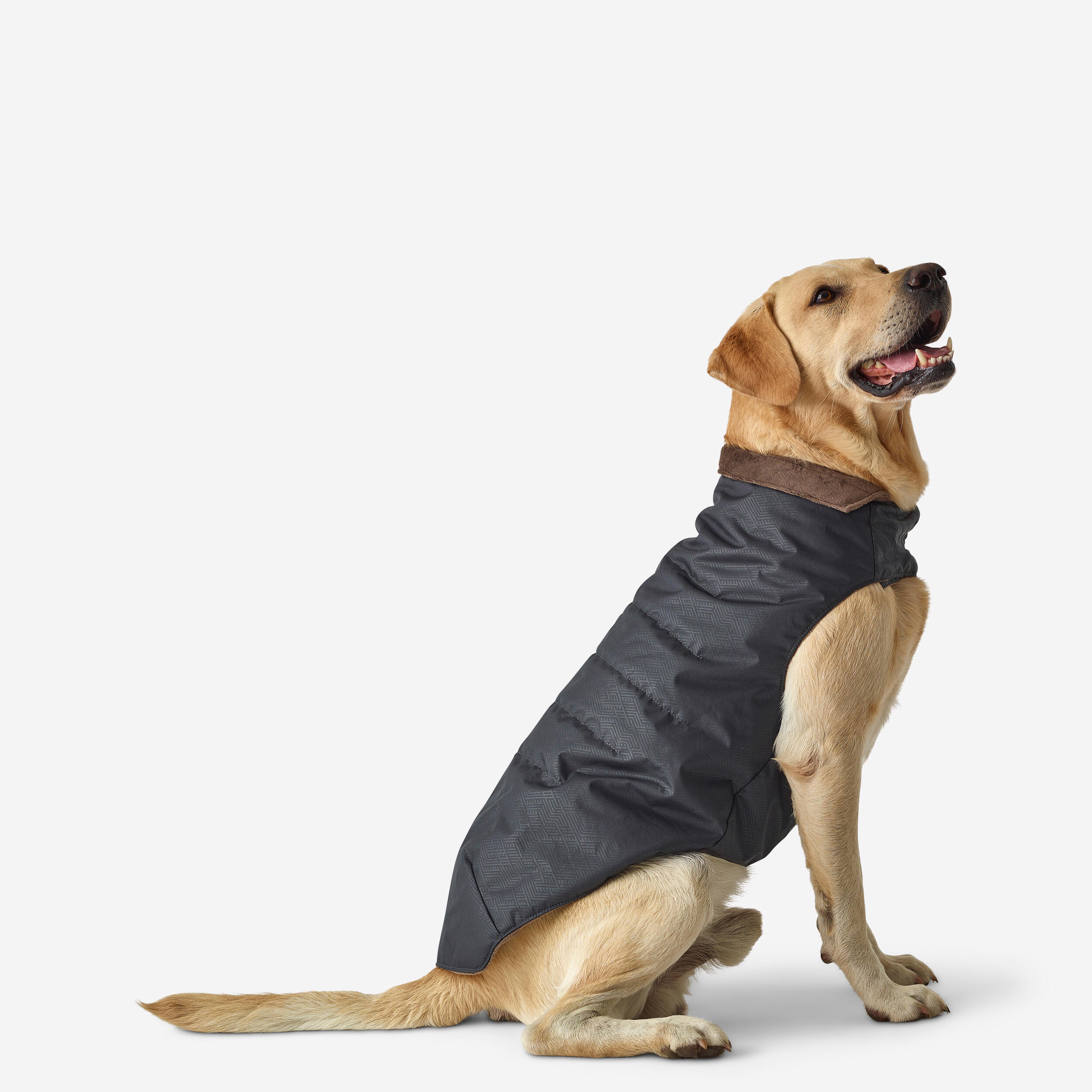 SOLOGNAC Gilet caldo cane grigio