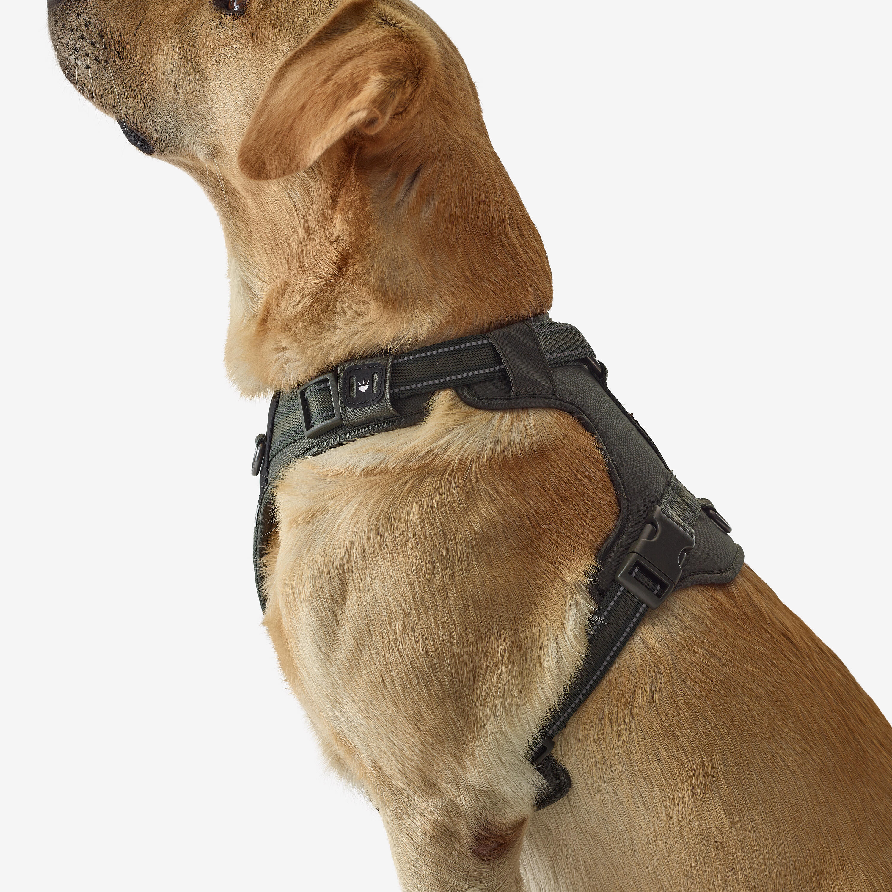 Harnais pour chien, 500 - CAPERLAN