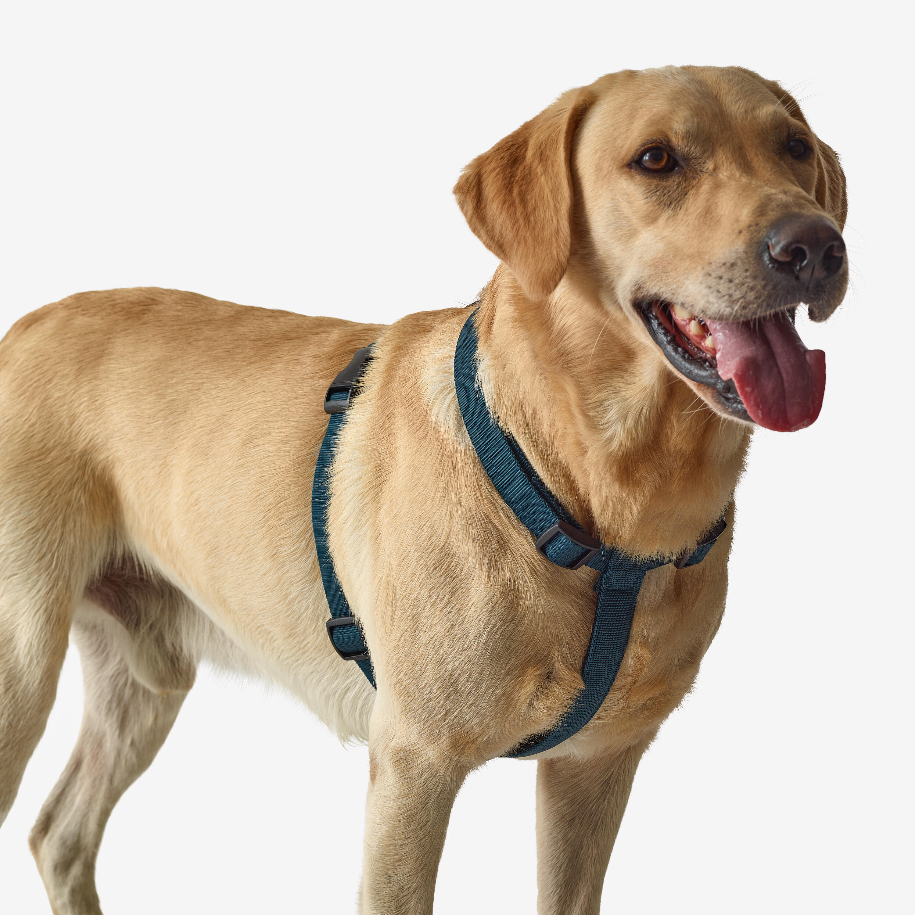 Dog harness blue 100