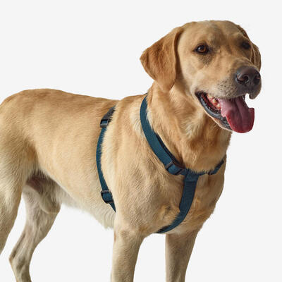 Pettorina cane 100 blu