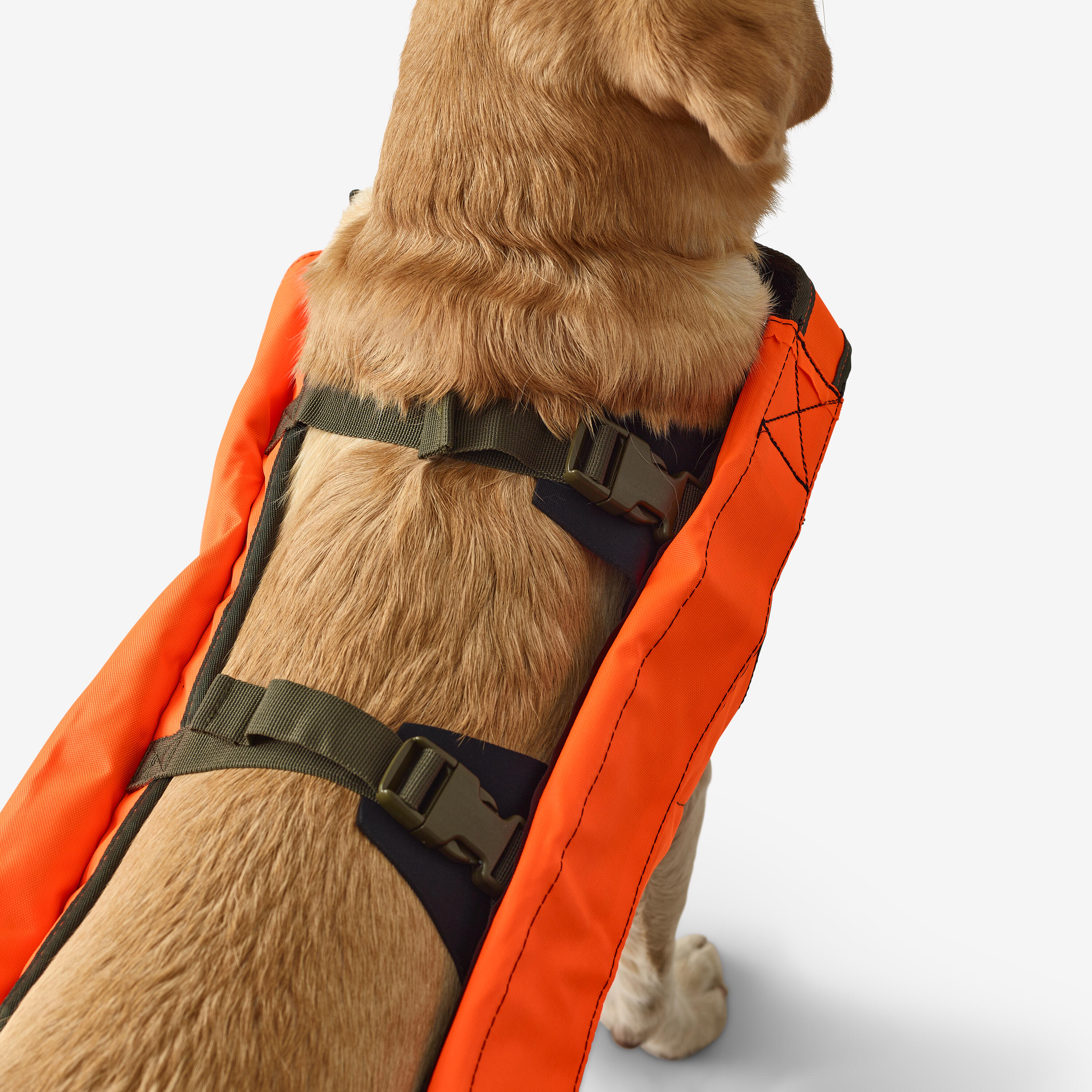 Gilet 2025 chien decathlon