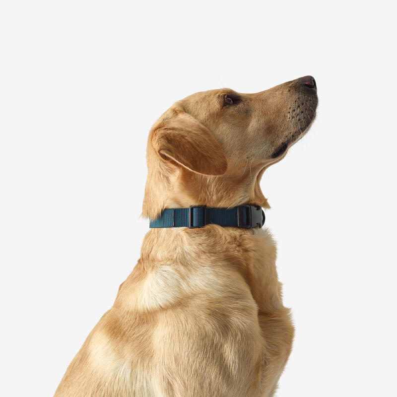Collier chien 100 bleu