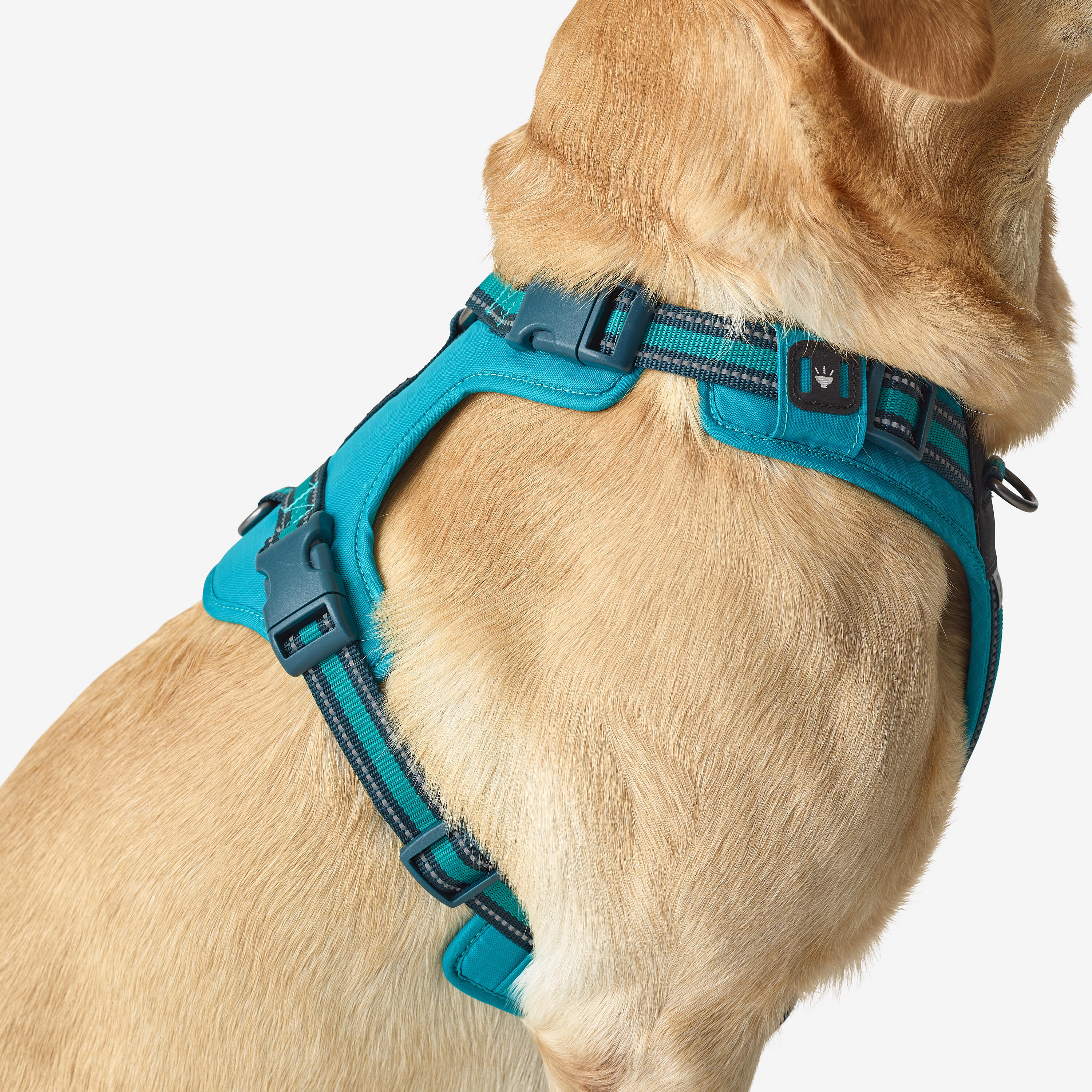 OUTDOOR 500 BLUE DOG HARNESS