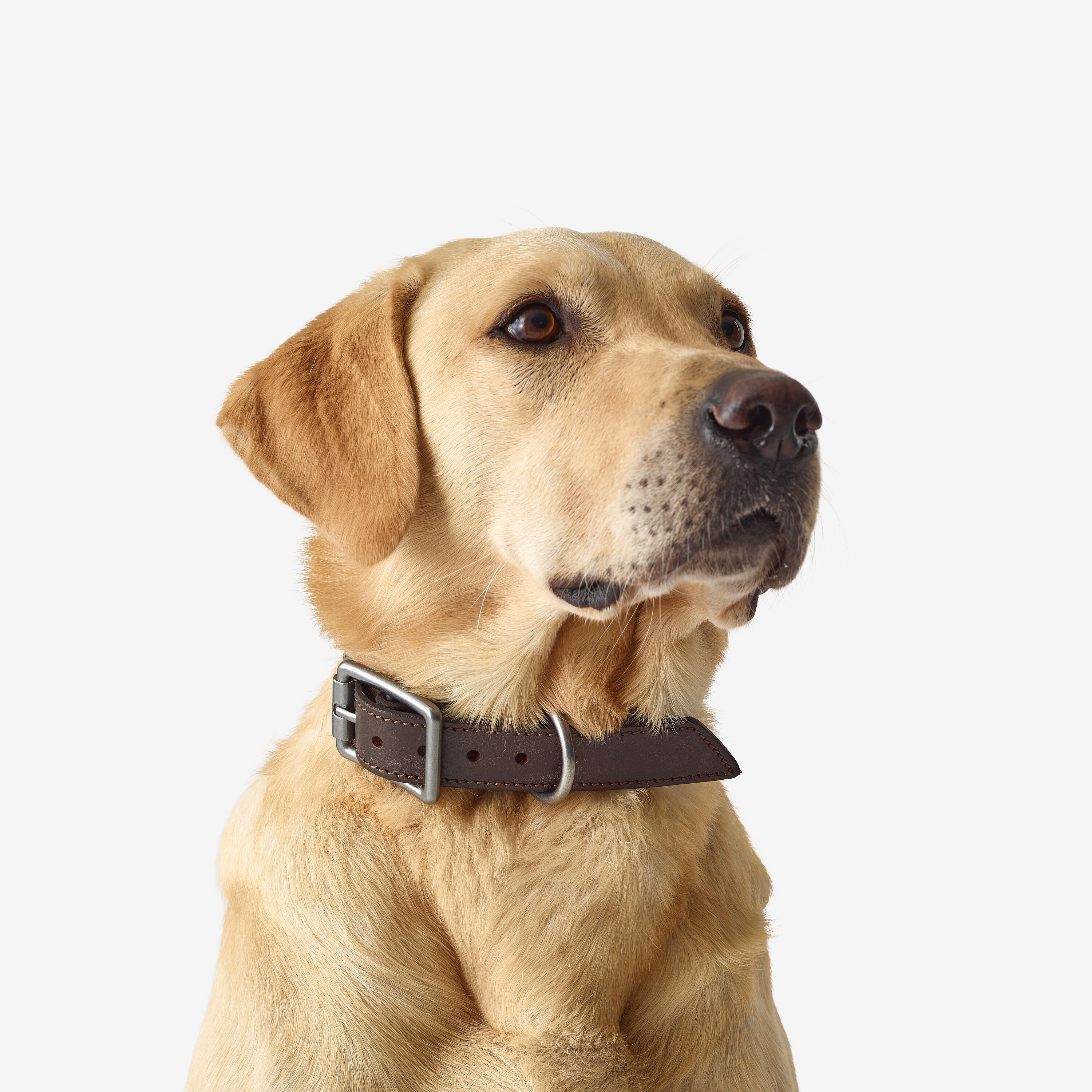 Dog collars