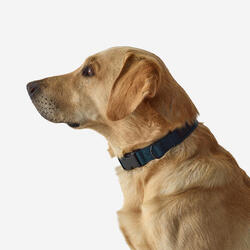 Collier chien 100 bleu
