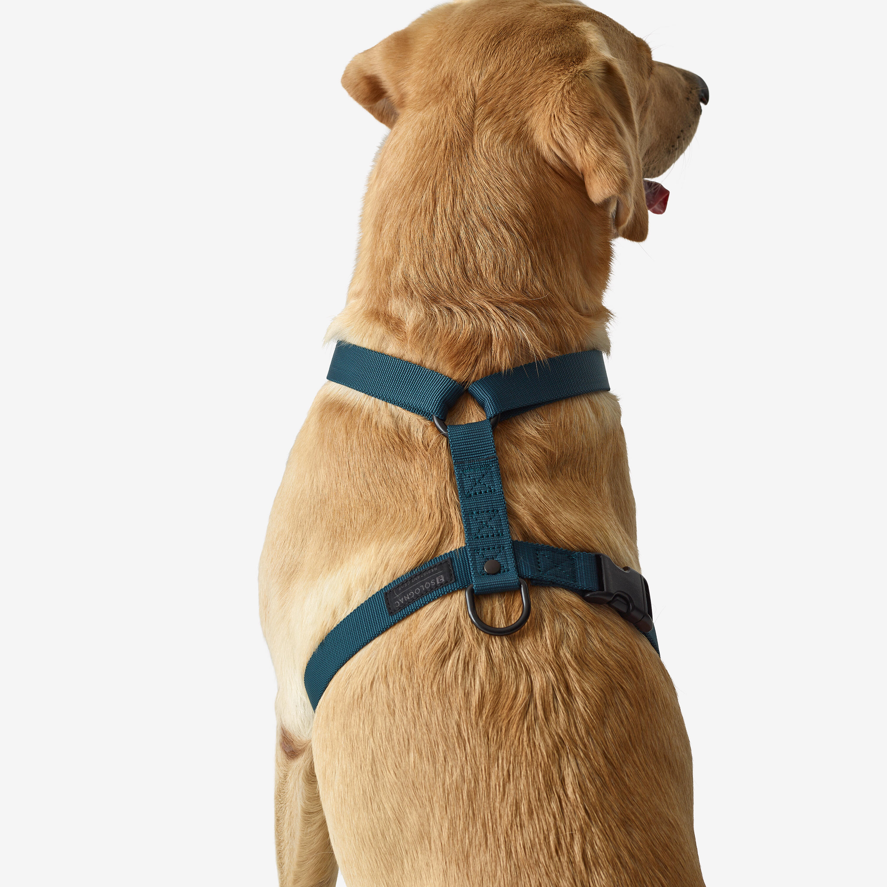 Harnais pour chien - 100 bleu - SOLOGNAC