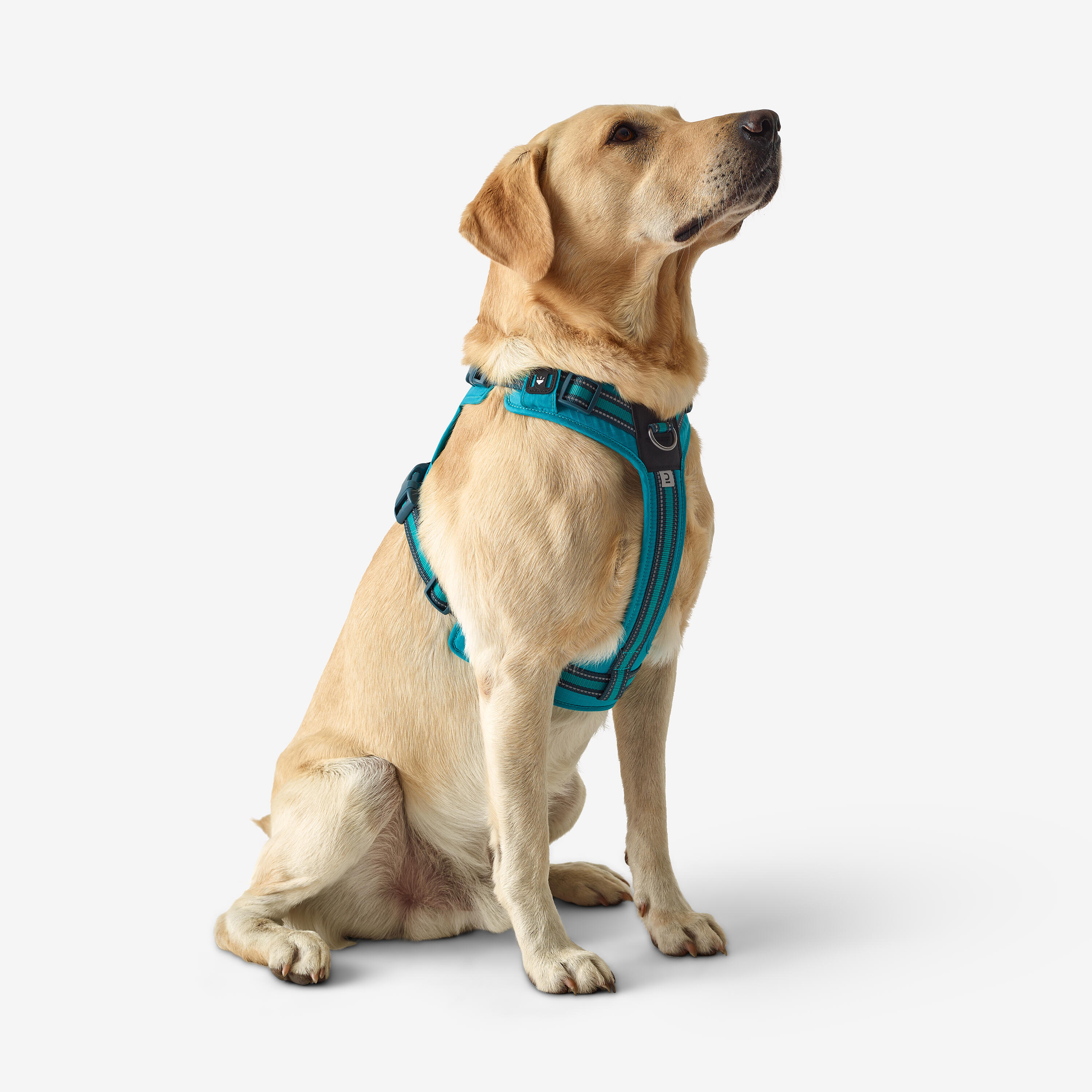 Dog harness outdoor 500 blue