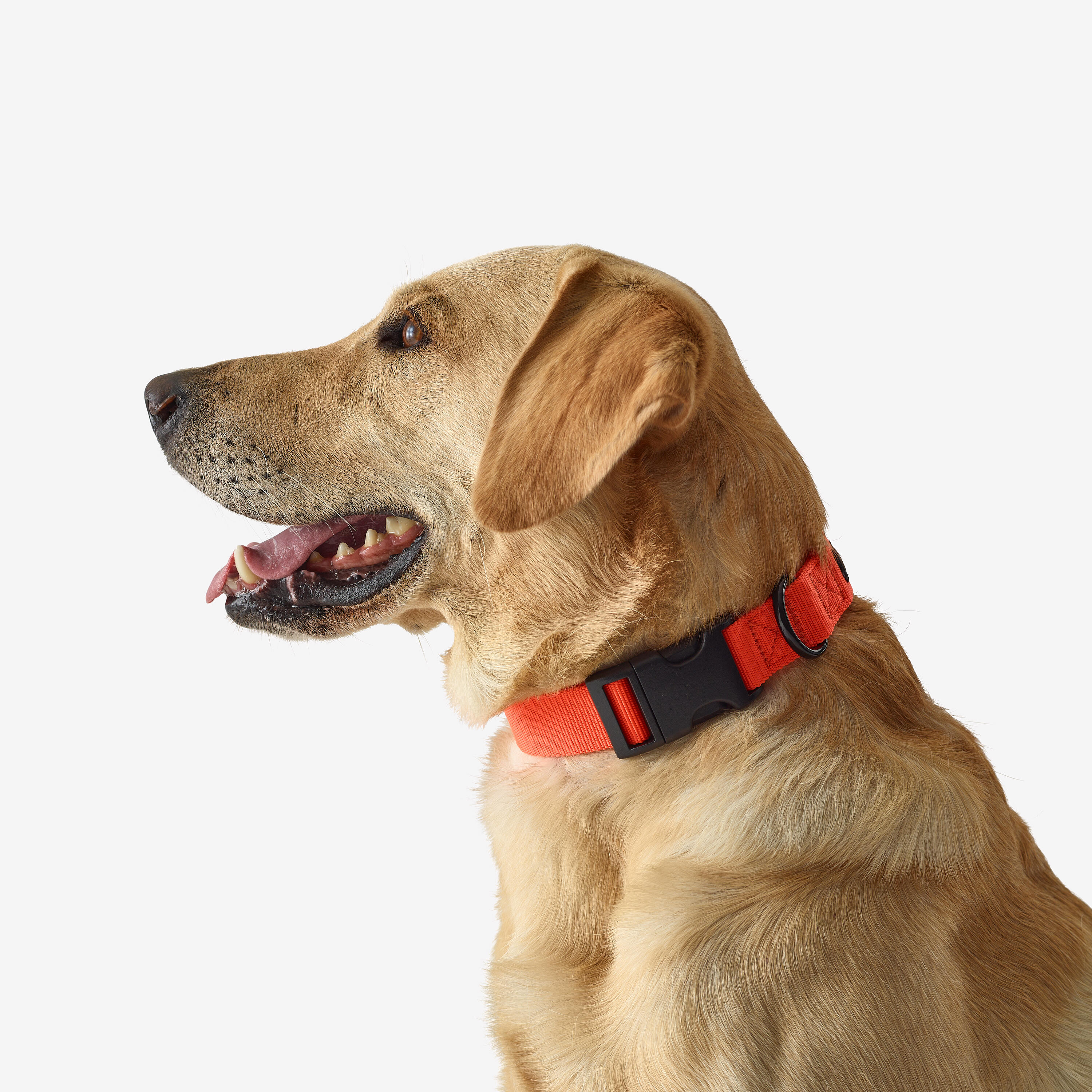 100 Orange dog collar