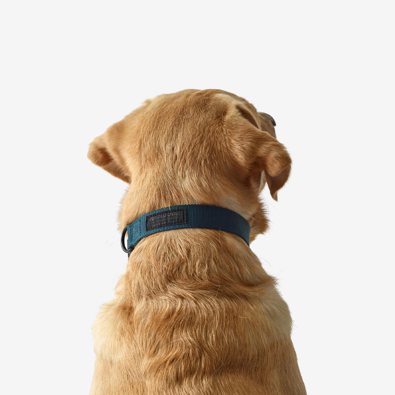 Collier chien 100 bleu