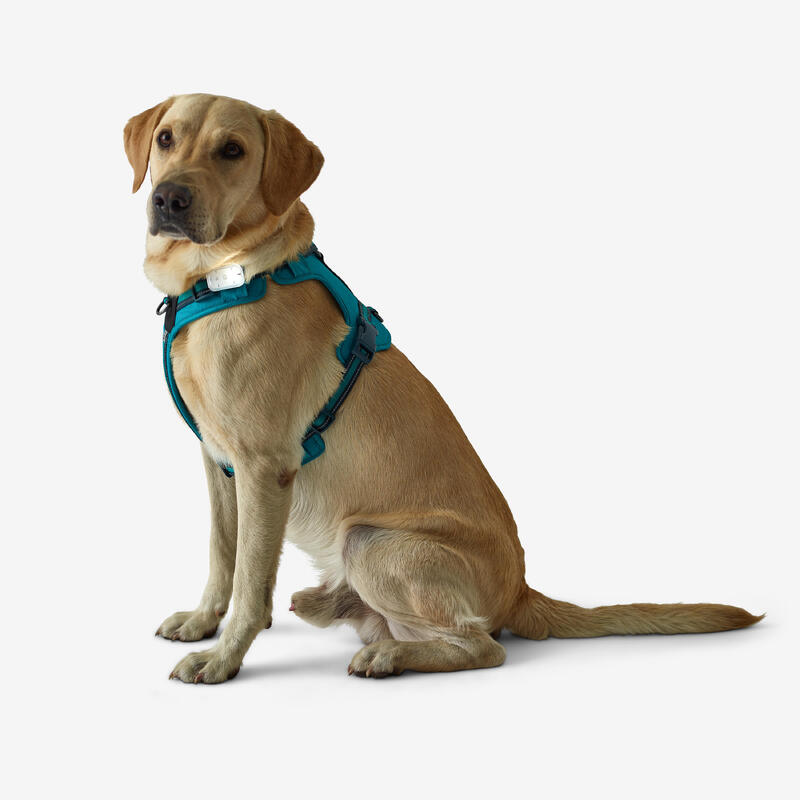 Hundegeschirr Outdoor 500 blau